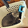 Macy joined the competition — help win amazing prizes! cat, laundry_basket, indoor, gray_cat, polka_dot, fabric, wooden_floor, pet, resting, animal, cozy, household_item, domestic, curious, feline, basket, handle, floor, fur, looking_up