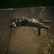 Macy is registered to the contest to win money with this photo: cat, tabby, animal, pet, outdoor, concrete, crack, lying_down, relaxed, evening, night, grass, quiet, resting, feline, grey, striped, paw, tail, sidewalk