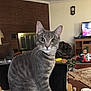 Macy is registered to the contest to win money with this photo: cat, gray_tabby, keyboard, tablet, living_room, fireplace, toddler, television, cartoon, wooden_table, rug, toy, cup, pen, furniture, home_interior, curious, pet, indoor, playful