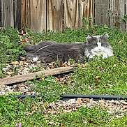 Fluffy is registered to the contest to win money with this photo: cat, outdoor, garden, greenery, wooden_fence, sleeping, peaceful, nature, fur, animal, resting, daylight, plants, grass, leaves, pet, mammal, quiet, relaxing, sunlight