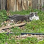cat, outdoor, garden, greenery, wooden_fence, sleeping, peaceful, nature, fur, animal, resting, daylight, plants, grass, leaves, pet, mammal, quiet, relaxing, sunlight