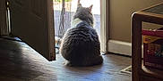 Fluffy joined the competition — help win amazing prizes! cat, fluffy_cat, indoor, door, open_door, wooden_floor, curtain, sunlight, shadow, pet, animal, back_view, quiet, still_life, home, floor, window, natural_light, relaxing, domestic