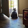cat, fluffy_cat, indoor, door, open_door, wooden_floor, curtain, sunlight, shadow, pet, animal, back_view, quiet, still_life, home, floor, window, natural_light, relaxing, domestic