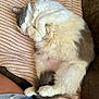 Fluffy joined the competition — help win amazing prizes! cat, sleeping, fluffy, white, gray, blanket, striped, tail, paws, couch, denim_shorts, red_bandana, cozy, relaxed, indoor, pet, cute, animal, resting, fur