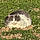 Fluffy