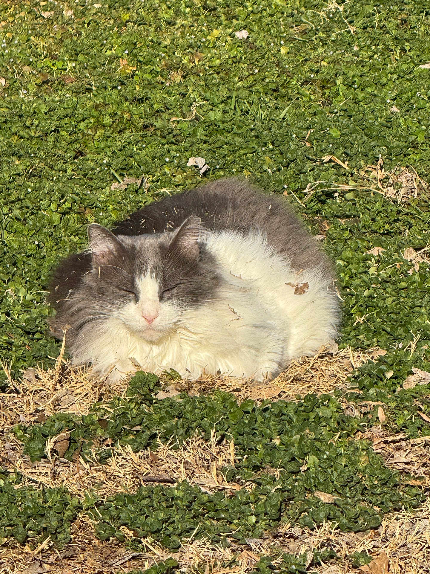 Fluffy
