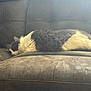 Fluffy joined the competition — help win amazing prizes! cat, gray_cat, white_cat, sleeping, couch, furniture, indoor, pet, fur, resting, cozy, domestic_animal, animal, relaxation, soft_light, home, comfort, fluffy, side_view, quiet