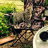 animal, backyard, camouflage_pattern, cat, curious, daylight, domestic_cat, folding_chair, furniture, garden, glass_table, grass, greenery, nature, outdoor, pet, plants, standing, tabby_cat, yellow_wall