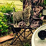 alert, animal, bush, camouflage, cat, chair, curious, daylight, feline, folding_chair, garden, grass, ground, nature, outdoor, pet, plant, side_view, tabby, yard