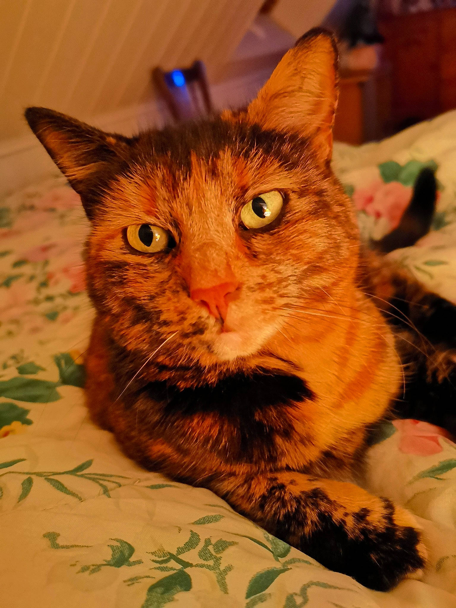 Choubie a rejoint le concours — aidez-le/la à gagner de superbes lots ! carnivore, cat, collar, domestic_short_haired_cat, fawn, felidae, fur, iris, paw, small_to_medium_sized_cats, snout, tail, terrestrial_animal, whiskers, window