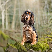 Maeve joined the competition — help win amazing prizes! dog, long_hair, moss, rocks, forest, nature, outdoor, animal, pet, portrait, brown, black, fur, collar, sitting, curious, tree, bokeh, wildlife, canine