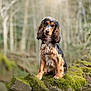 dog, long_hair, moss, rocks, forest, nature, outdoor, animal, pet, portrait, brown, black, fur, collar, sitting, curious, tree, bokeh, wildlife, canine