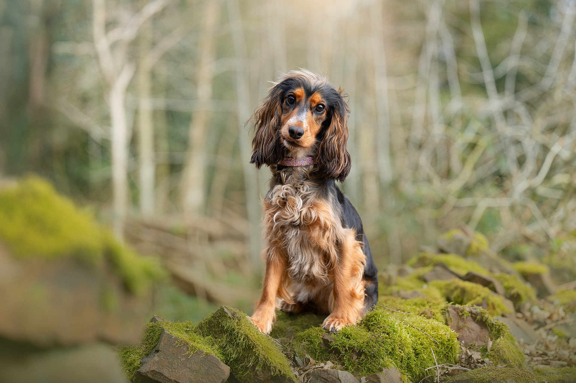 Maeve joined the competition — help win amazing prizes! dog, long_hair, moss, rocks, forest, nature, outdoor, animal, pet, portrait, brown, black, fur, collar, sitting, curious, tree, bokeh, wildlife, canine