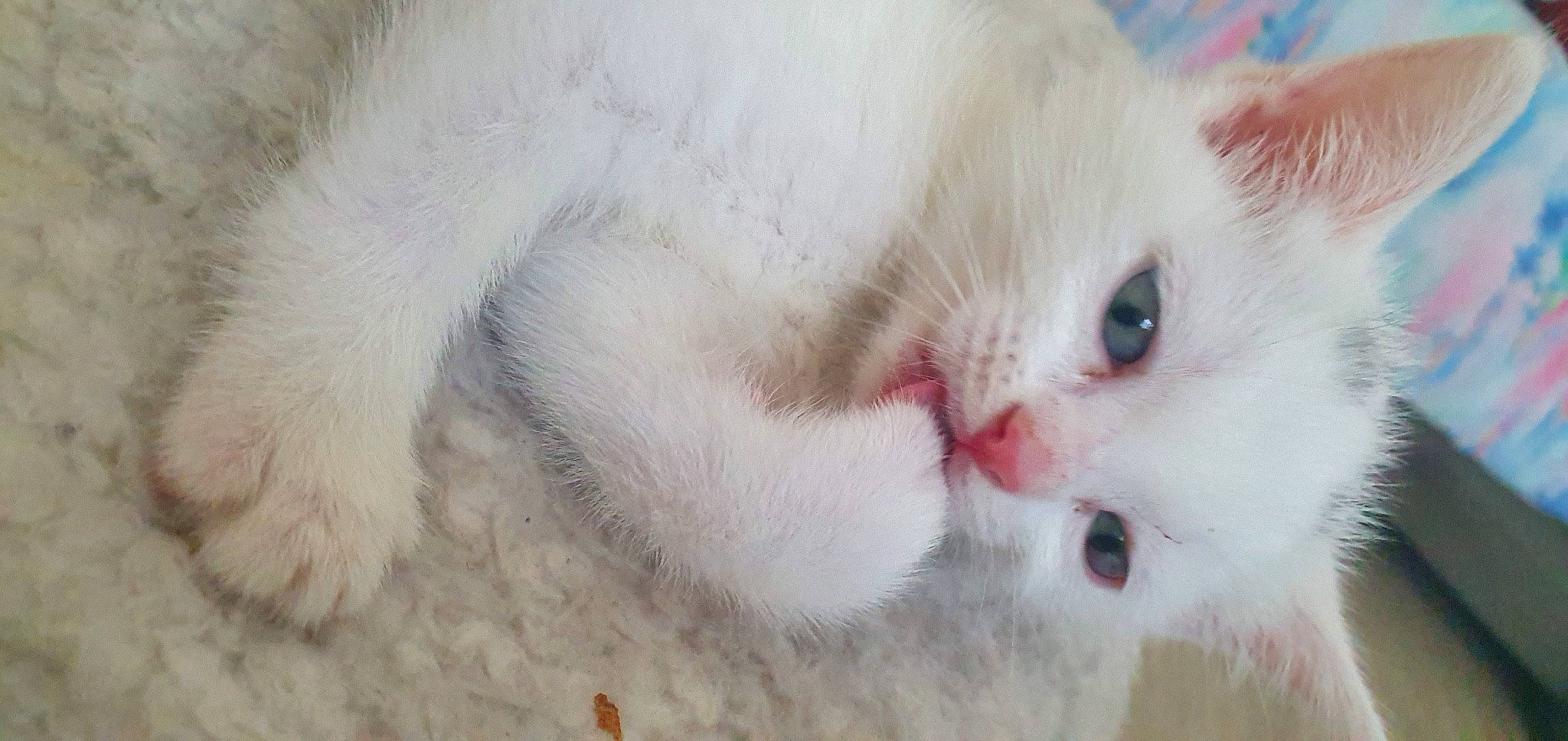 Bianca participe au concours pour gagner de l'argent avec cette photo : british_semi_longhair, carnivore, cat, close_up, eye, felidae, fur, khao_manee, kitten, mammal, nose, paw, persian, ragdoll, skin, small_to_medium_sized_cats, snout, turkish_angora, turkish_van, whiskers