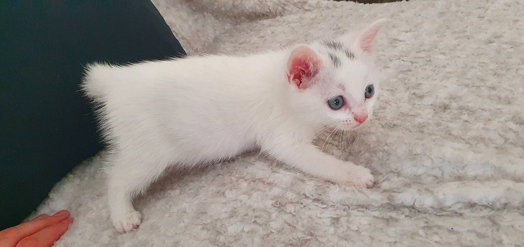 Bianca a rejoint le concours — aidez-le/la à gagner de superbes lots ! aegean_cat, carnivore, cat, domestic_short_haired_cat, eye, felidae, iris, khao_manee, kitten, mammal, nose, polydactyl_cat, skin, small_to_medium_sized_cats, tail, turkish_angora, turkish_van, vertebrate, whiskers, white