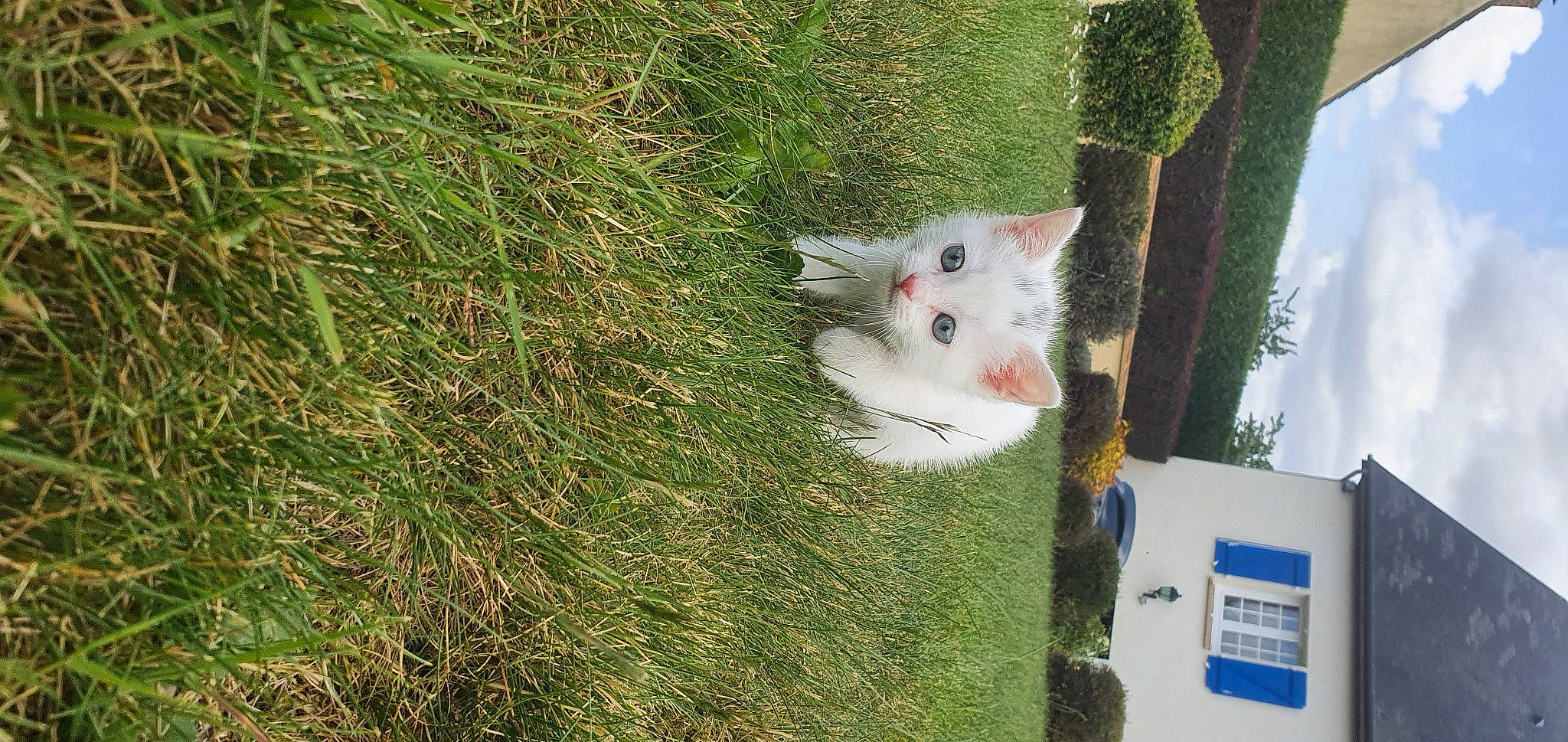 Bianca a rejoint le concours — aidez-le/la à gagner de superbes lots ! carnivore, cat, domestic_short_haired_cat, felidae, grass, grass_family, plant, small_to_medium_sized_cats, tree, turkish_angora, turkish_van, whiskers