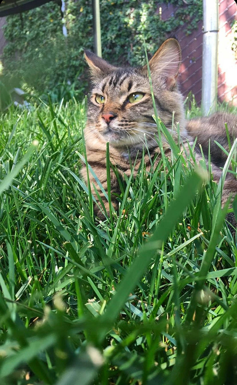 Buster joined the competition — help win amazing prizes! animal, backyard, cat, field, grass, grassland, green, herbal, herbs, jar, lawn, nature, outdoors, plant, planter, pottedplant, pottery, vase, vegetation, yard