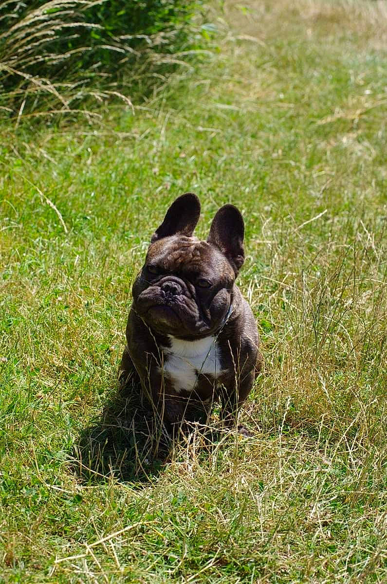 Lemon participe au concours pour gagner de l'argent avec cette photo : bulldog, canidae, carnivore, companion_dog, dog, dog_breed, fawn, grass, grass_family, grassland, groundcover, pasture, plant, rabbits_and_hares, snout, soil, sporting_group, terrestrial_animal, whiskers, working_animal