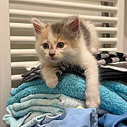 Astéria participe au concours pour gagner de l'argent avec cette photo : animal, cat, clothing, curious, cute, folded_clothes, fur, gray, indoor, kitten, orange, paw, pet, radiator, resting, small, stack, towel, whiskers, white