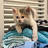 animal, cat, clothing, curious, cute, folded_clothes, fur, gray, indoor, kitten, orange, paw, pet, radiator, resting, small, stack, towel, whiskers, white