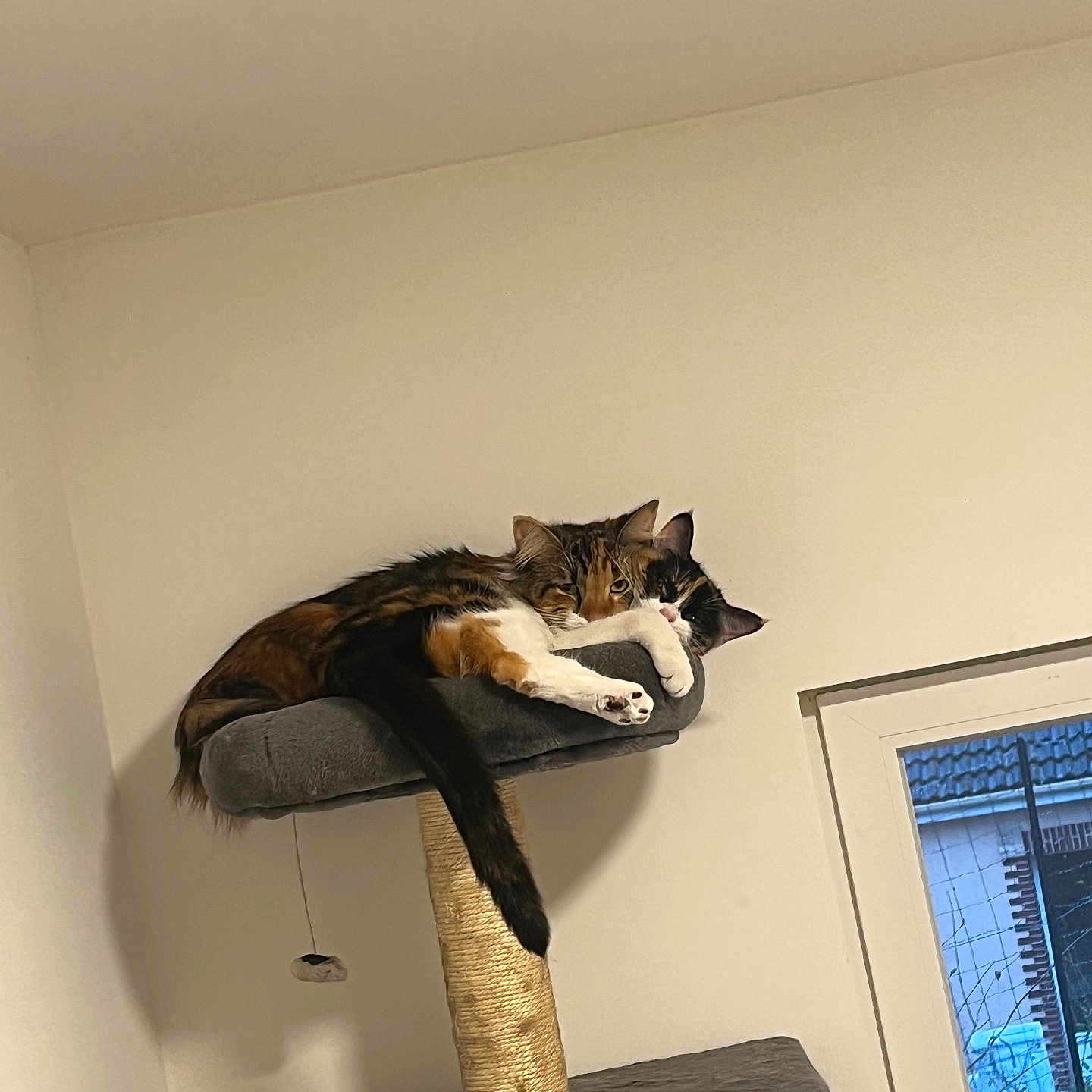 Cannelle Et Vaiana participe au concours pour gagner de l'argent avec cette photo : animal, architecture, barstool, building, cat, corner, furniture, hardwood, homedecor, indoors, interiordesign, kitten, livingroom, manx, pet, room, shelf, table, wall, wood