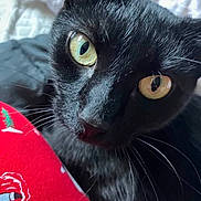 Brownie is registered to the contest to win money with this photo: animal, bed, bedding, black_cat, black_fur, blanket, cat, close_up, cute, dramatic, feline, golden_eyes, indoor, large_eyes, pet, portrait, red_fabric, short_hair, tongue, whiskers