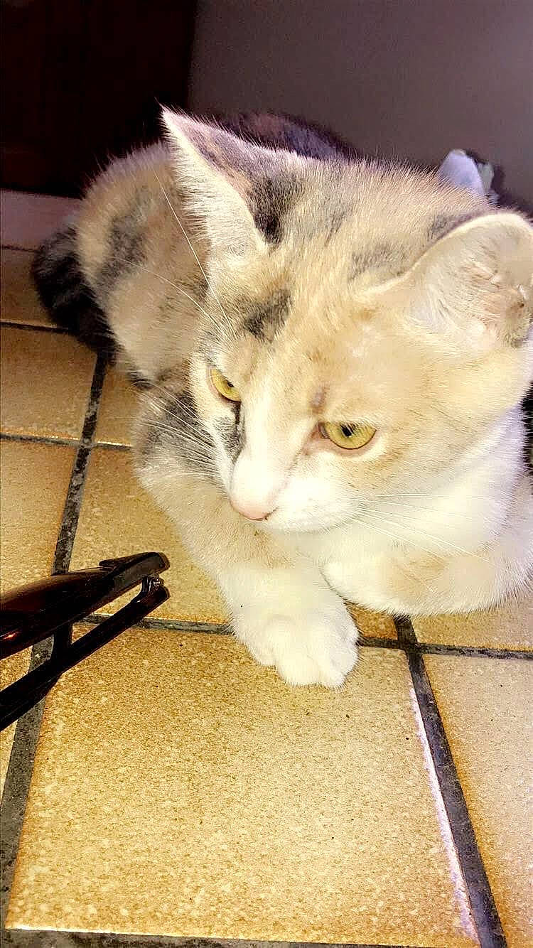 Pocahontas participe au concours pour gagner de l'argent avec cette photo : carnivore, cat, claw, comfort, domestic_short_haired_cat, felidae, flooring, fur, mammal, metal, paw, small_to_medium_sized_cats, tail, vertebrate, whiskers, wood