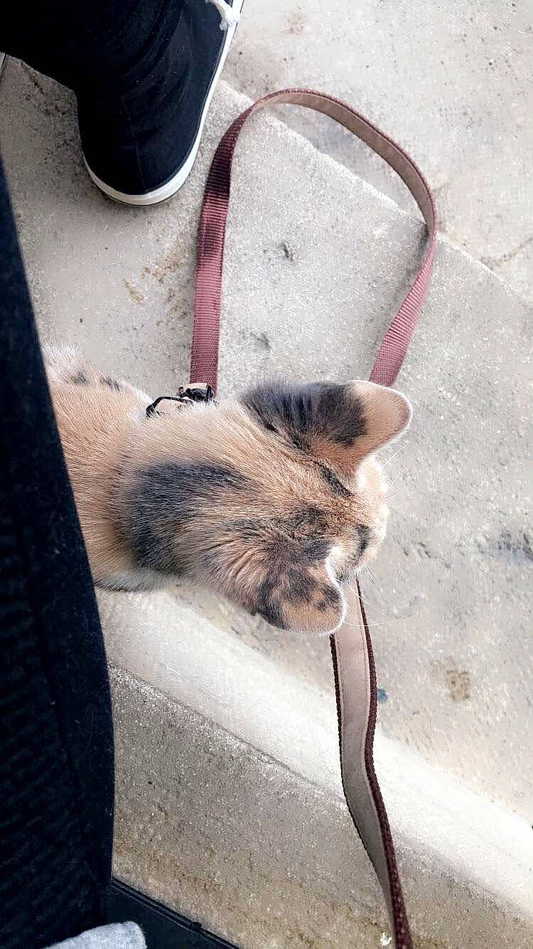 Pocahontas participe au concours pour gagner de l'argent avec cette photo : asphalt, carnivore, cat, domestic_short_haired_cat, fawn, felidae, fur, grey, human_leg, leg, mammal, metal, paw, road_surface, sidewalk, small_to_medium_sized_cats, snout, tail, whiskers, wood