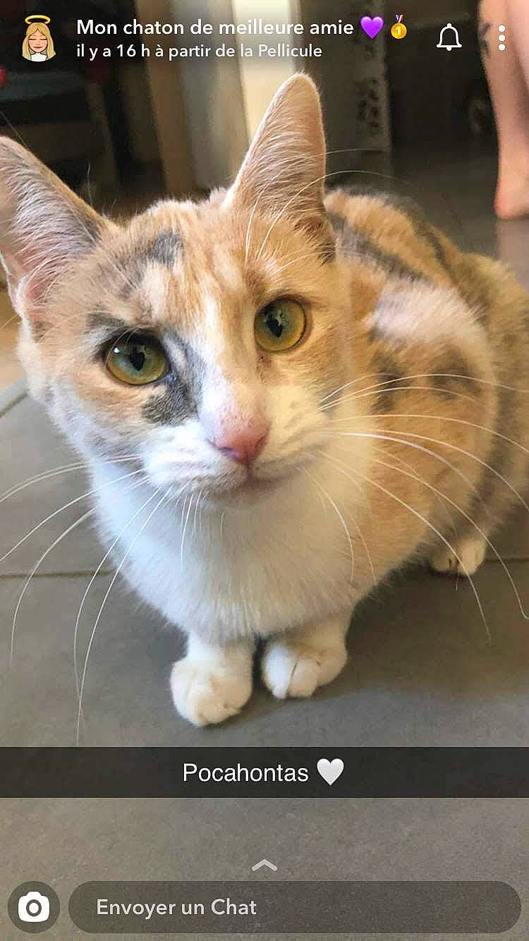 Pocahontas a rejoint le concours — aidez-le/la à gagner de superbes lots ! box, carnivore, cat, claw, display_device, domestic_short_haired_cat, fawn, felidae, fur, paw, photo_caption, rectangle, sitting, small_to_medium_sized_cats, snout, tail, whiskers