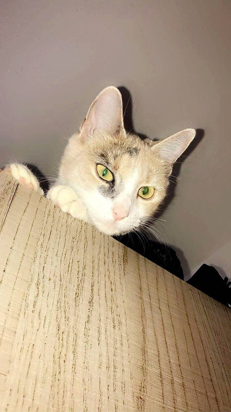 Pocahontas a rejoint le concours — aidez-le/la à gagner de superbes lots ! box, carnivore, cat, domestic_short_haired_cat, ear, felidae, flooring, fur, hardwood, paper, paper_product, paw, plywood, small_to_medium_sized_cats, snout, tail, whiskers, wood