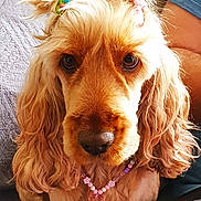 Peche a rejoint le concours — aidez-le/la à gagner de superbes lots ! dog, golden_color, long_fur, wavy_fur, hair_ties, beaded_necklace, close_up, indoor, pet, canine, cute, animal, portrait, looking_at_camera, decorated, fur, ears, face, domestic_animal, companion