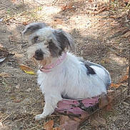 Izzy joined the competition — help win amazing prizes! dog, outdoor, dirt, leaves, grass, pet, animal, collar, cute, white_fur, black_spots, small_dog, sitting, nature, daylight, curious, fur, ground, ears, face