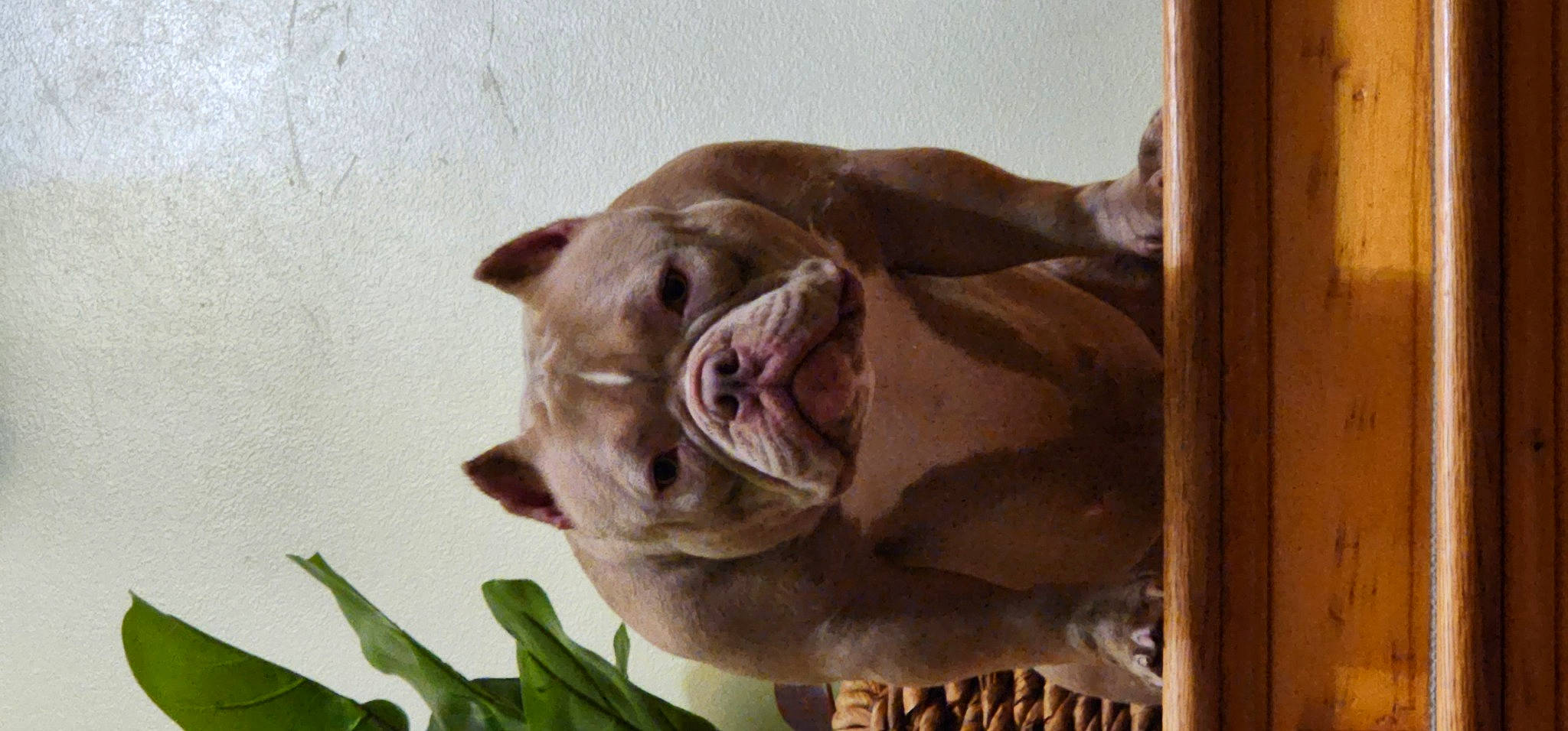 Meeka joined the competition — help win amazing prizes! canidae, carnivore, companion_dog, dog, dog_breed, fawn, guard_dog, liver, non_sporting_group, picture_frame, plant, snout, sporting_group, terrestrial_animal, whiskers, window, working_animal, working_dog, wrinkle