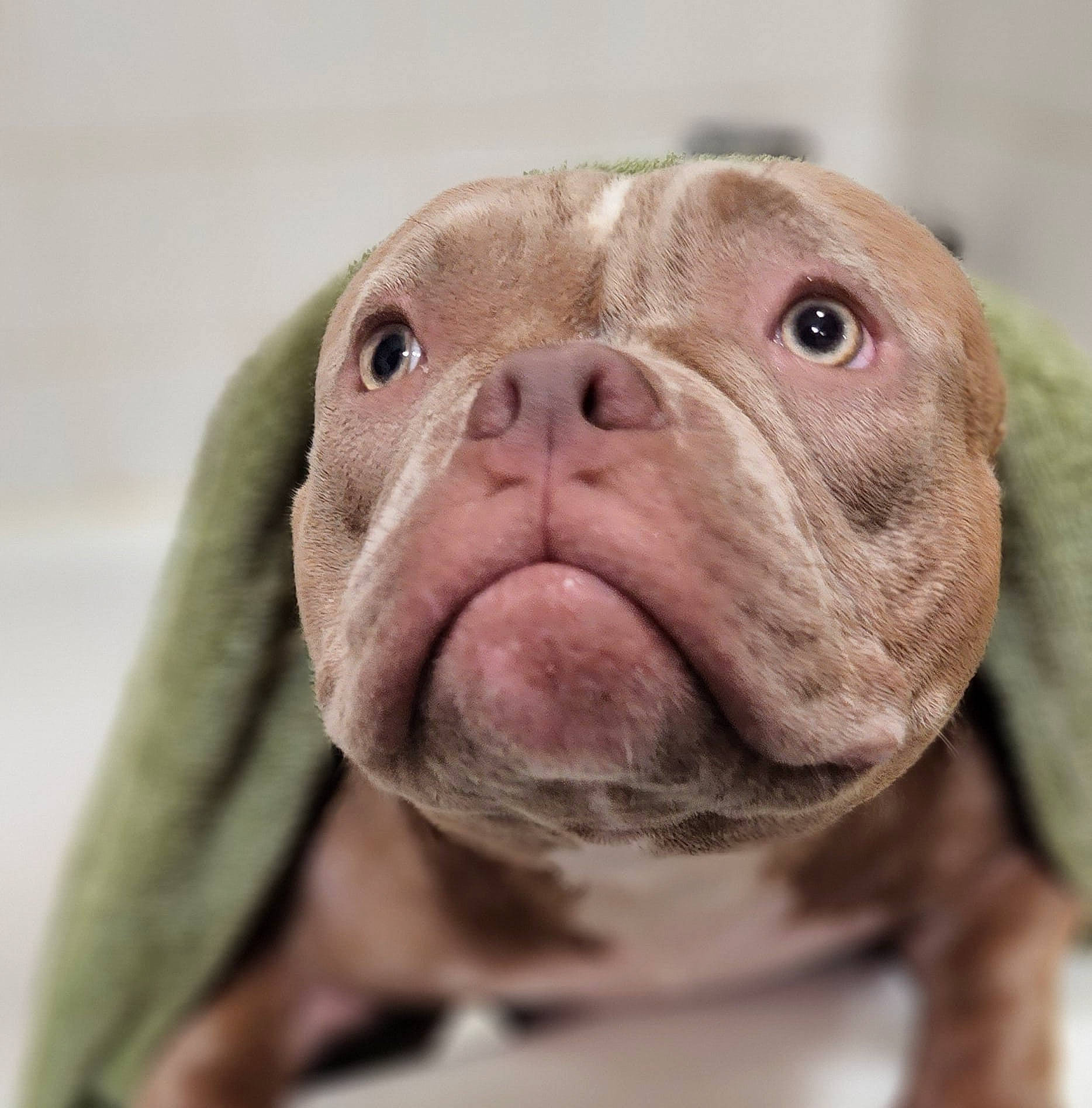 Meeka joined the competition — help win amazing prizes! ancient_dog_breeds, canidae, carnivore, close_up, companion_dog, dog, dog_breed, fawn, fur, liver, non_sporting_group, puppy, snout, sporting_group, suidae, terrestrial_animal, toy, whiskers, working_animal, wrinkle