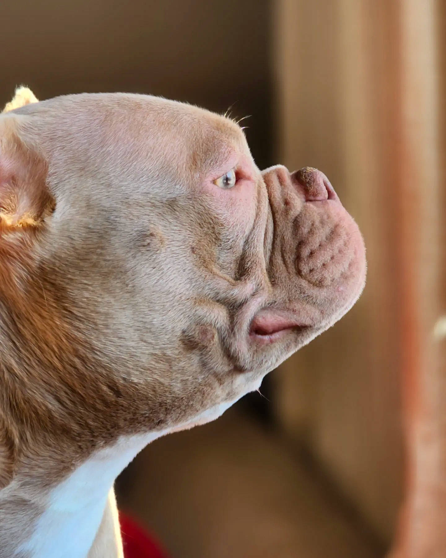 Meeka joined the competition — help win amazing prizes! canidae, carnivore, close_up, dog, dog_breed, ear, eye, eyelash, fawn, felidae, fur, gesture, head, jaw, liver, snout, terrestrial_animal, whiskers, working_animal, wrinkle