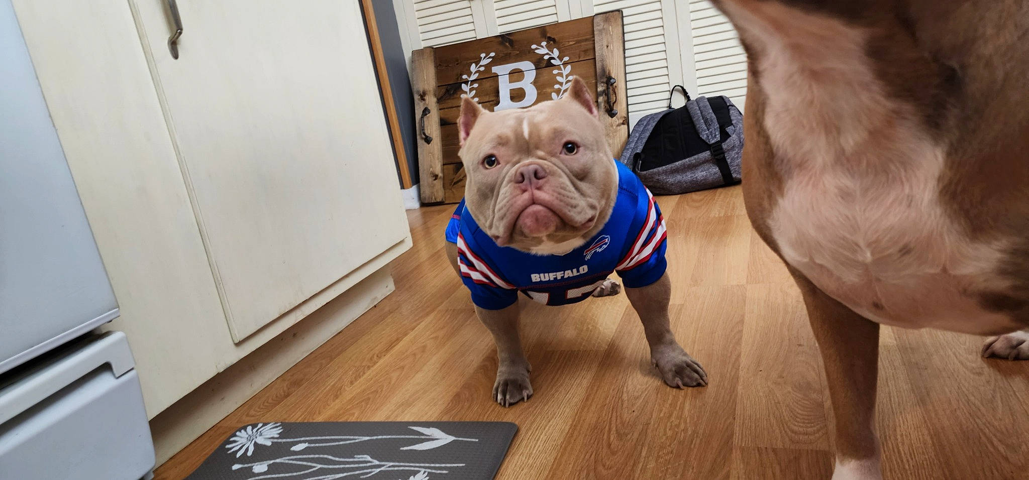 Meeka is registered to the contest to win money with this photo: bulldog, carnivore, companion_dog, dog, dog_breed, dog_clothes, dog_supply, fawn, flooring, fur, hardwood, laminate_flooring, pet_supply, snout, sporting_group, toy, toy_dog, wood, wood_flooring, working_animal