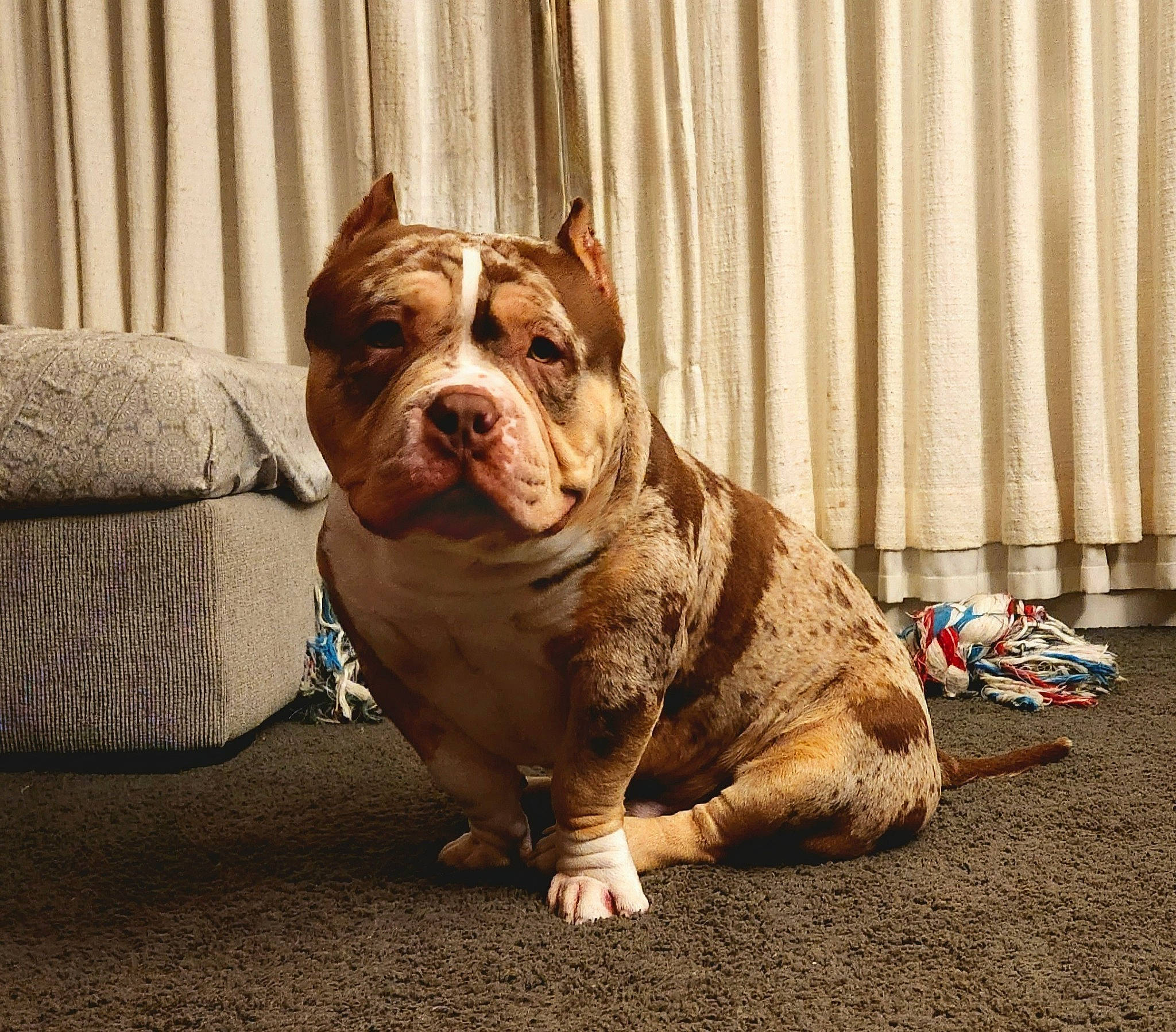 Zion is registered to the contest to win money with this photo: bulldog, canidae, carnivore, comfort, companion_dog, curtain, dog, dog_breed, fawn, flooring, molosser, non_sporting_group, old_english_bulldog, snout, sporting_group, terrestrial_animal, white_english_bulldog, wood, wrinkle