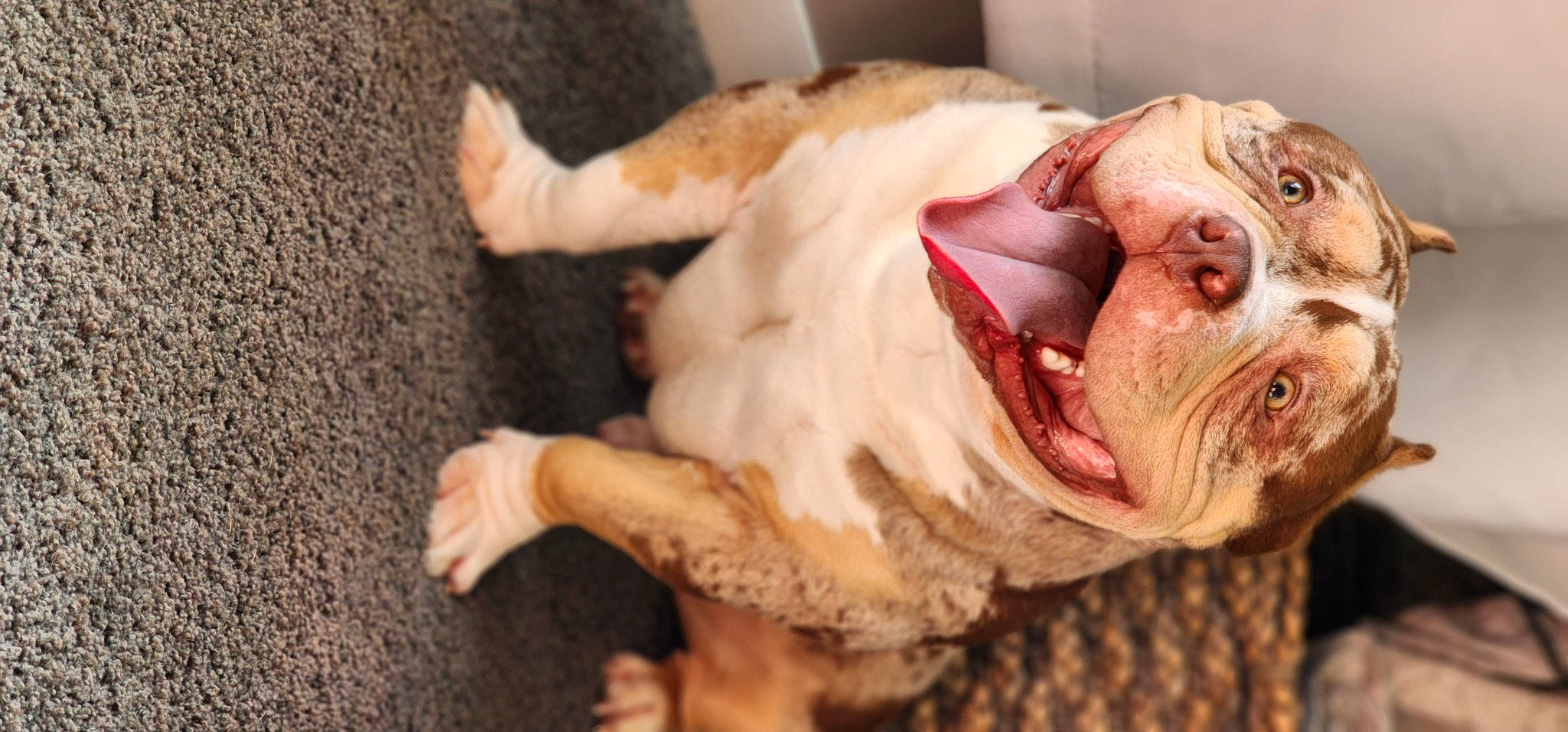 Zion joined the competition — help win amazing prizes! canidae, carnivore, companion_dog, dog, dog_breed, eye, fawn, fur, jaw, liver, meat, paw, pet_supply, snout, sporting_group, tail, terrestrial_animal, toy, whiskers, wrinkle