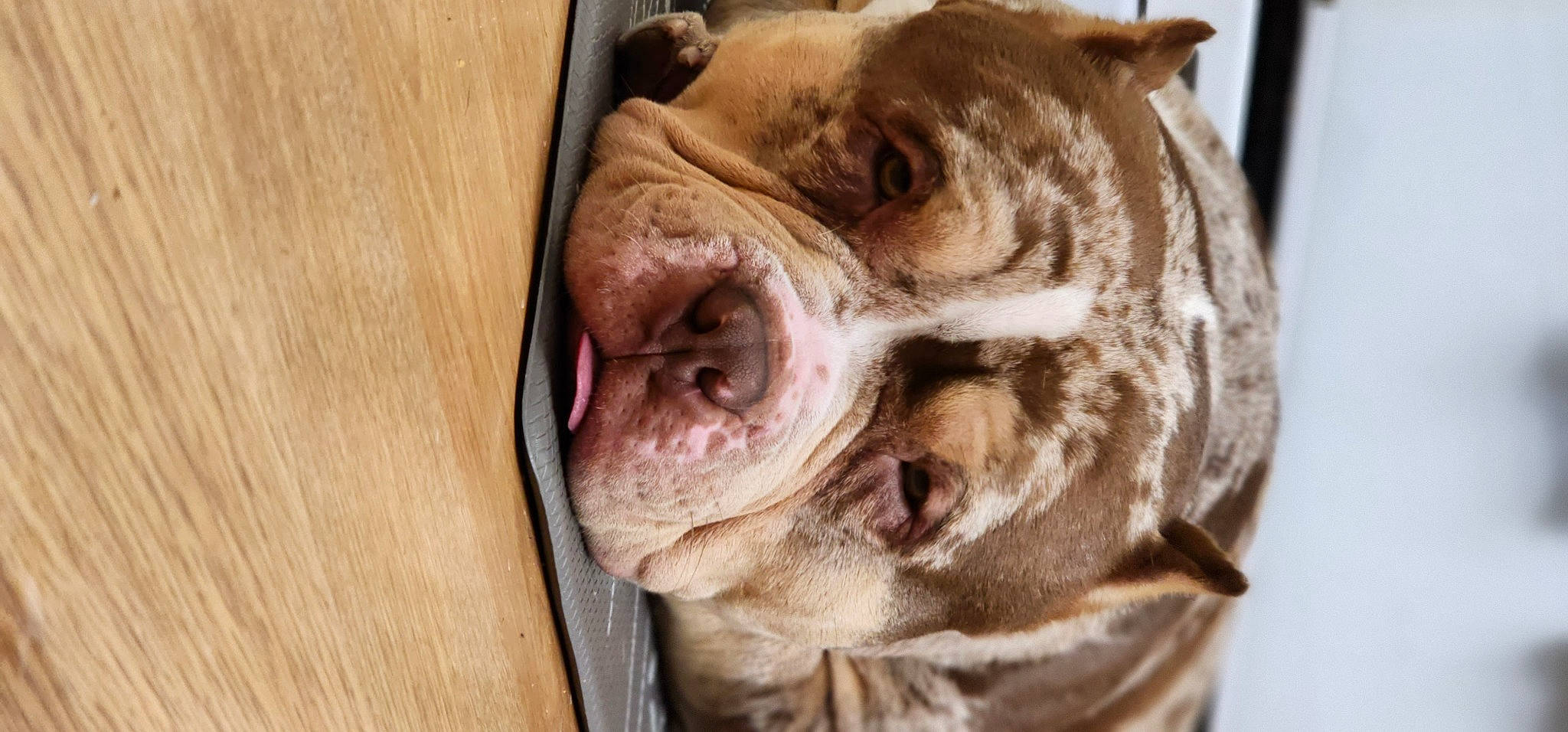 Zion joined the competition — help win amazing prizes! canidae, carnivore, companion_dog, dog, dog_breed, fawn, fur, hardwood, jaw, liver, molosser, non_sporting_group, snout, sporting_group, terrestrial_animal, varnish, whiskers, wood, working_animal, wrinkle