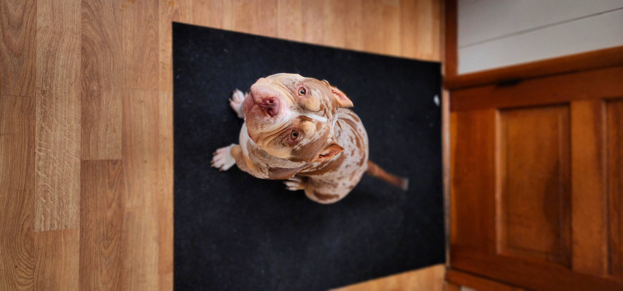 Zion joined the competition — help win amazing prizes! artifact, carnivore, conch, cuisine, dessert, dish, fawn, flooring, food, hardwood, ingredient, meat, shankha, shell, tail, terrestrial_animal, toy, wood, wood_stain, wrinkle