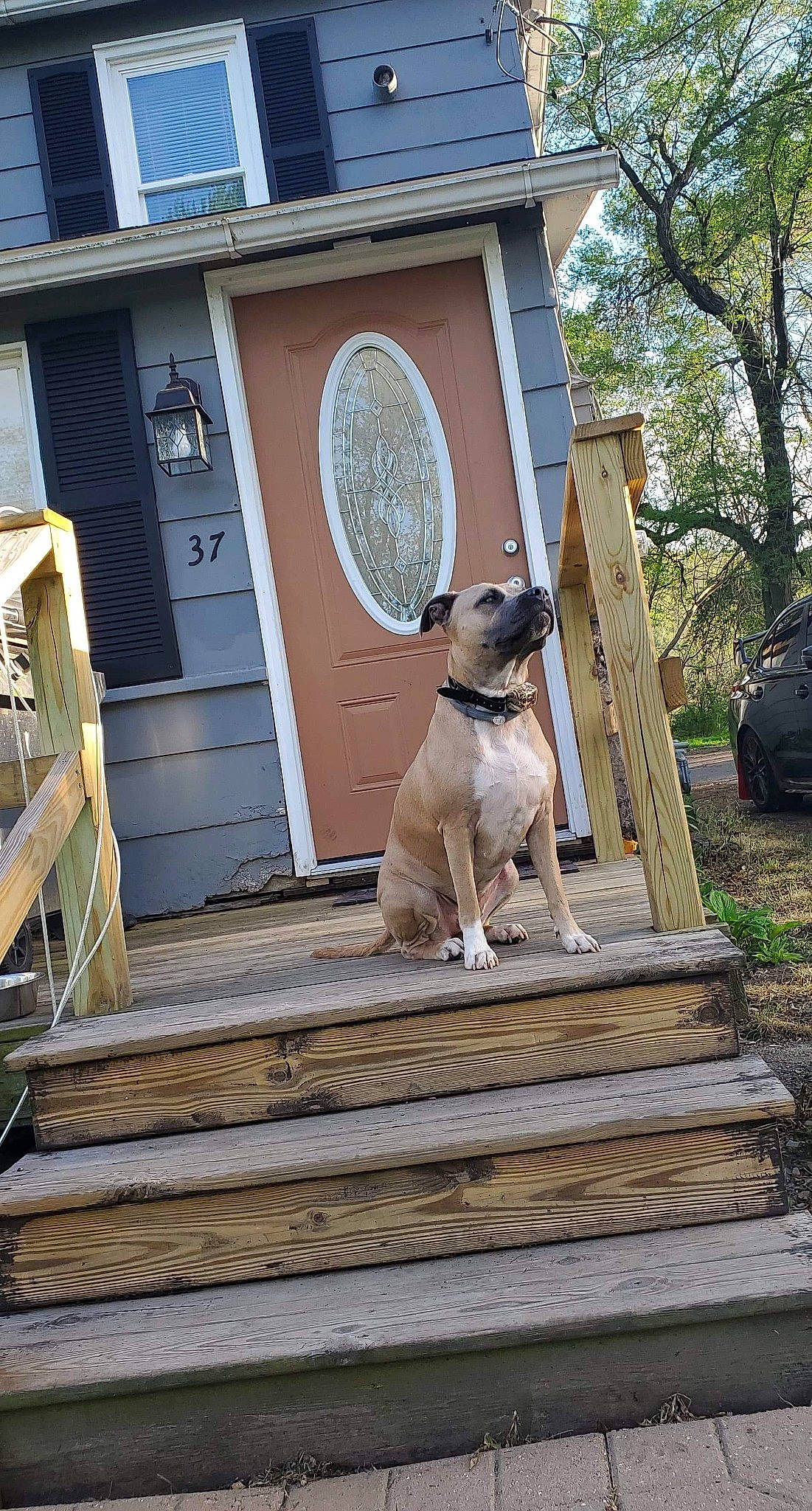 Harlow joined the competition — help win amazing prizes! building, carnivore, collar, companion_dog, dog, dog_breed, dog_supply, door, fawn, gun_dog, home_door, house, pet_supply, plant, siding, sporting_group, stairs, tree, window, wood