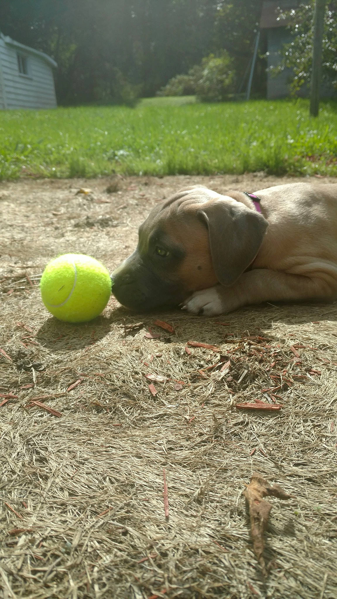 Harlow is registered to the contest to win money with this photo: ball, carnivore, companion_dog, dog, dog_breed, dog_toy, grass, lemon, net, paw, plant, snout, soil, sports_equipment, tennis, tennis_ball, tennis_equipment, terrestrial_animal, tree, working_animal