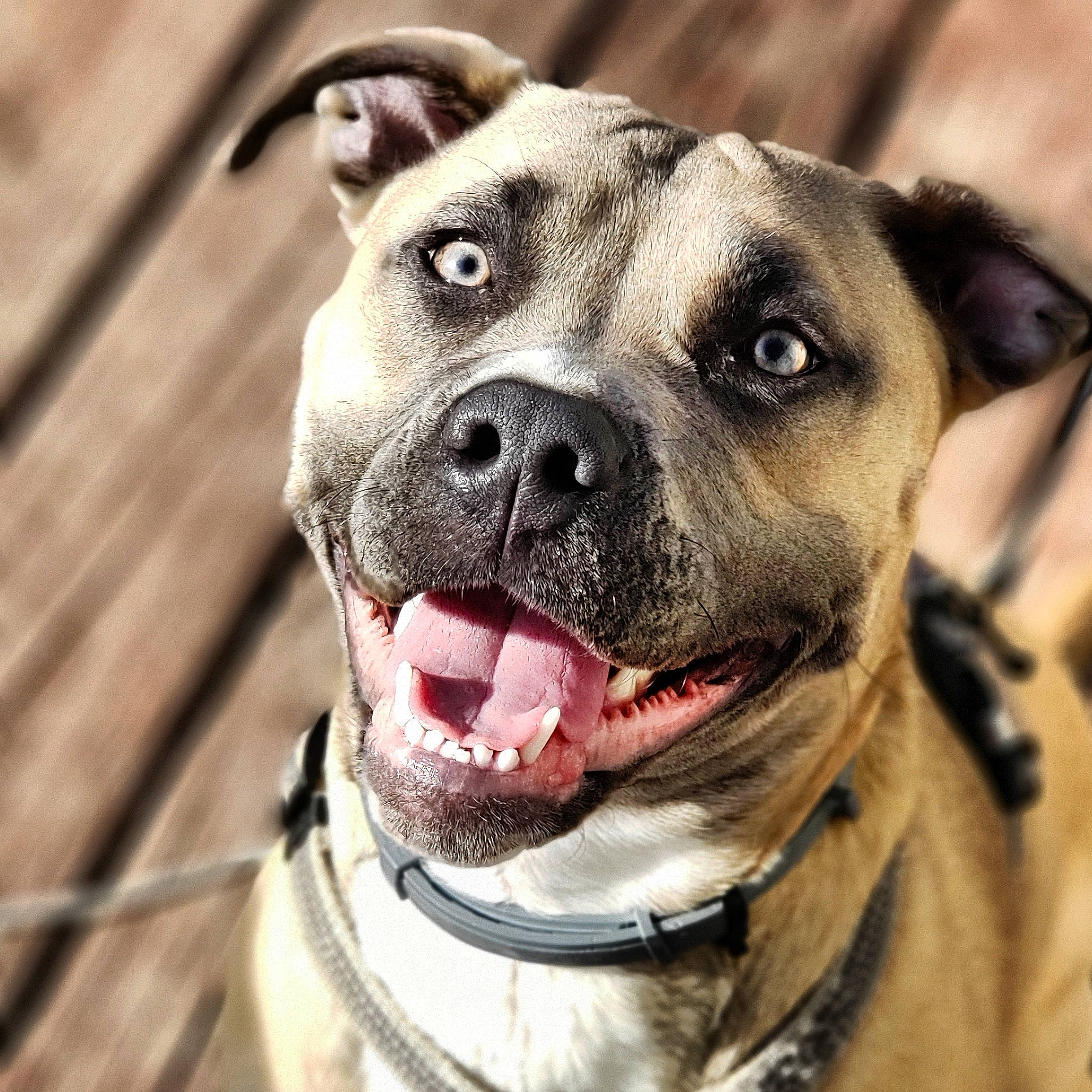 Harlow is registered to the contest to win money with this photo: canidae, carnivore, collar, companion_dog, dog, dog_breed, dog_collar, eye, fawn, fur, head, jaw, leash, mammal, pet_supply, sporting_group, vertebrate, whiskers, working_animal, wrinkle