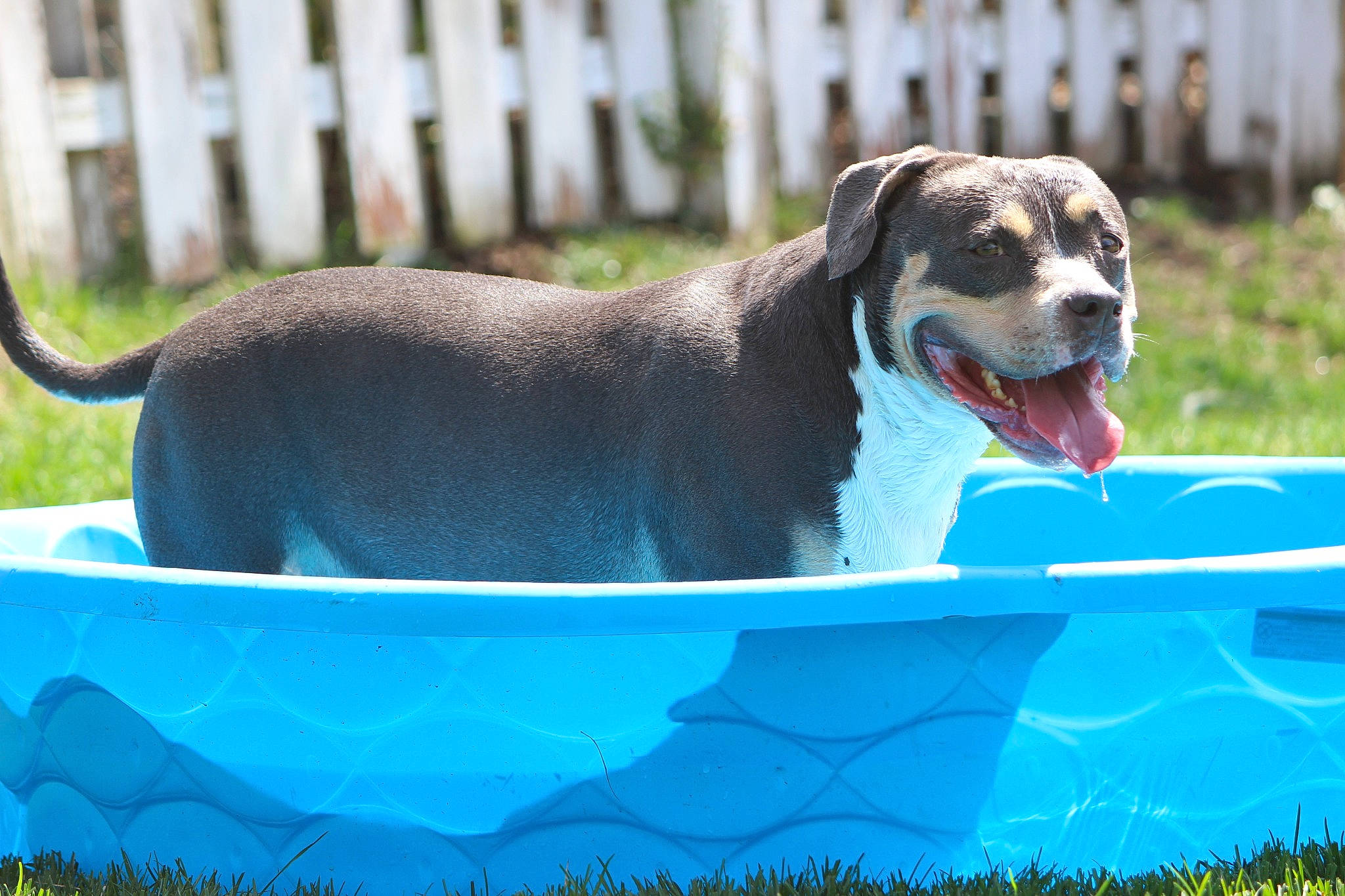 Athena is registered to the contest to win money with this photo: canidae, carnivore, collar, companion_dog, dog, dog_breed, dog_sports, dog_supply, fawn, grass, leisure, liquid, pet_supply, plant, snout, sporting_group, terrestrial_animal, water, working_animal, working_dog