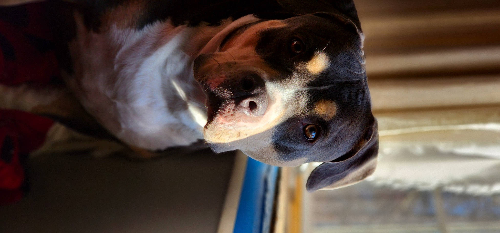 Athena is registered to the contest to win money with this photo: beagle, canidae, carnivore, collar, companion_dog, dog, dog_breed, ear, eye, fawn, finnish_hound, fur, hound, pet_supply, puppy, scent_hound, snout, sporting_group, whiskers, working_animal