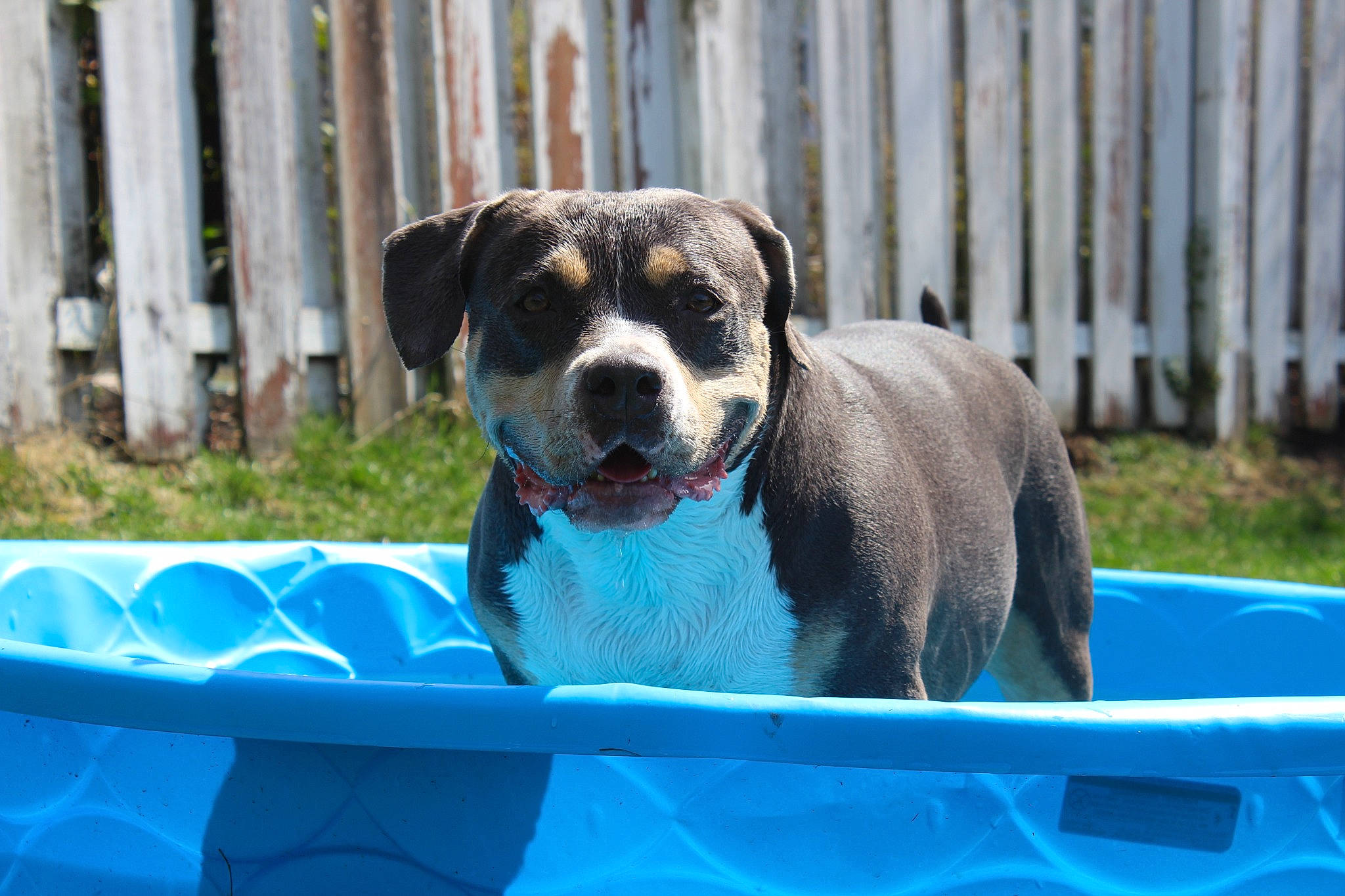 Athena is registered to the contest to win money with this photo: carnivore, collar, companion_dog, dog, dog_breed, dog_collar, dog_supply, electric_blue, fawn, fence, fun, grass, leisure, pet_supply, plant, snout, sporting_group, water, working_animal, working_dog