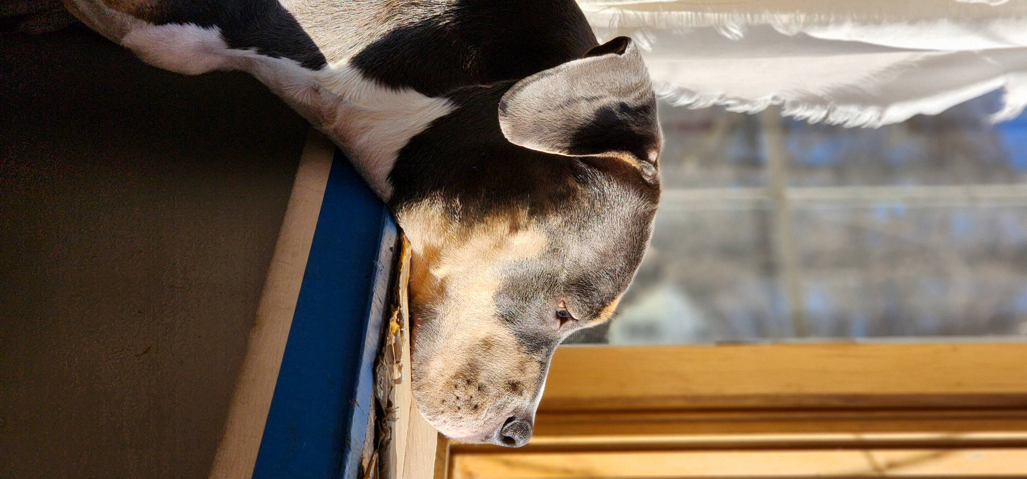 Athena joined the competition — help win amazing prizes! animal_shelter, carnivore, cat_supply, collar, dog_breed, fawn, fur, guard_dog, liver, pet_supply, snout, sporting_group, tail, terrestrial_animal, whiskers, wildlife, window, wood, working_animal