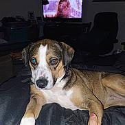 Nalla joined the competition — help win amazing prizes! blanket, brown_coat, canine, close_up, collar, couch, dark, dog, furniture, holding, human_hand, indoor, living_room, night, paw, pet, relaxing, television, thumb, white_paw