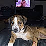 blanket, brown_coat, canine, close_up, collar, couch, dark, dog, furniture, holding, human_hand, indoor, living_room, night, paw, pet, relaxing, television, thumb, white_paw