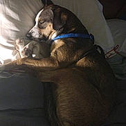 Nalla is registered to the contest to win money with this photo: animal, bed, brown_fur, calm, collar, cozy, curled_up, dog, domestic_animal, fur_texture, indoor, nighttime, pet, pillow, quiet, relaxed, resting, sleeping, white_fur, wooden_headboard